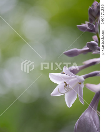 大葉玉簪的淡紫色花。 大葉玉簪的淡紫色花。 140471226