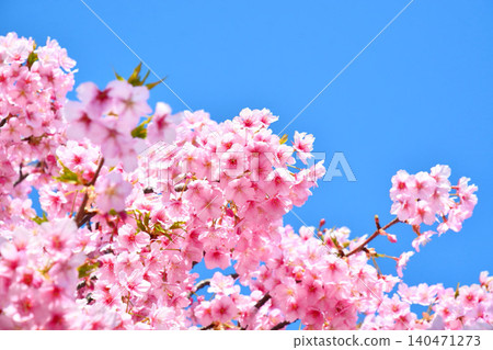 Angyozakura shining in the blue sky Angyozakura shining in the blue sky 140471273