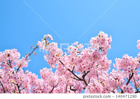 Angyozakura shining in the blue sky Angyozakura shining in the blue sky 140471290