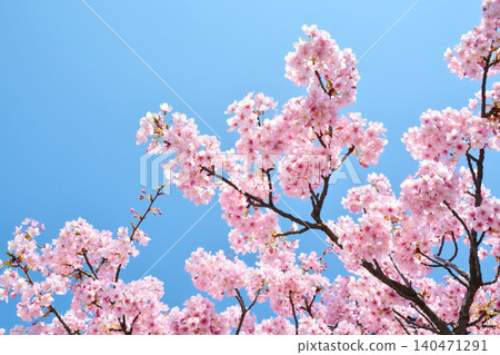 Angyozakura shining in the blue sky 140471291