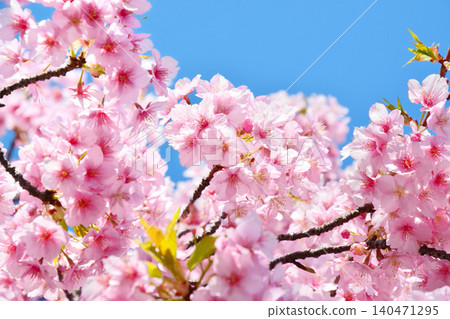 Angyozakura shining in the blue sky Angyozakura shining in the blue sky 140471295