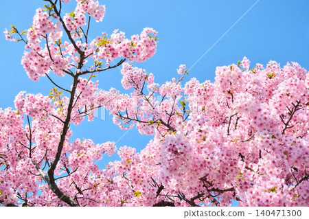 Angyozakura shining in the blue sky Angyozakura shining in the blue sky 140471300