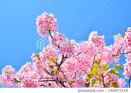 Angyozakura shining in the blue sky Angyozakura shining in the blue sky 140471310