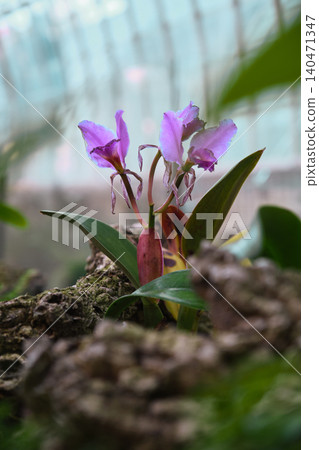 close-up of the Orchid Cattleya flower close-up of the Orchid Cattleya flower 140471347