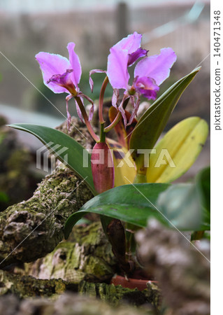 close-up of the Orchid Cattleya flower close-up of the Orchid Cattleya flower 140471348