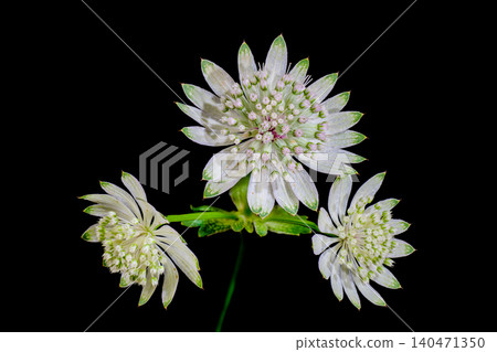 Astrantia flowers in full bloom Astrantia flowers in full bloom 140471350