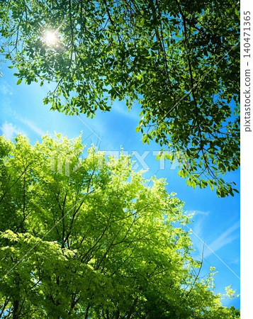The clear blue sky of early summer and the sunlight filtering through the fresh green leaves. The clear blue sky of early summer and the sunlight filtering through the fresh green leaves. 140471365