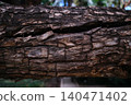 close-up of tree bark texture 140471402