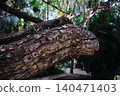close-up of tree bark texture 140471403