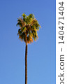 Palm trees against a blue sky 140471404