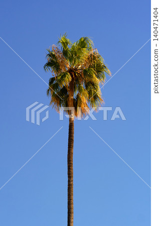 Palm trees against a blue sky Palm trees against a blue sky 140471404