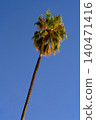 Palm trees against a blue sky 140471416