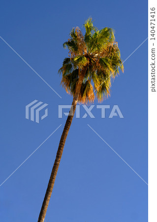 Palm trees against a blue sky 140471416