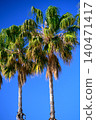 Palm trees against a blue sky 140471417