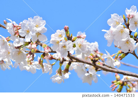 櫻花盛開,藍藍的天空 櫻花盛開,藍藍的天空 140471533
