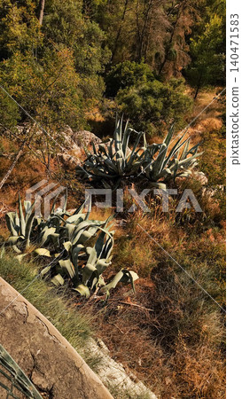 Century plants agave growing on a rocky hillside in croatia during summer vacation Century plants agave growing on a rocky hillside in croatia during summer vacation 140471583