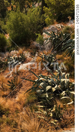 Agave plants growing on rocky terrain in croatia during summer vacation Agave plants growing on rocky terrain in croatia during summer vacation 140471586