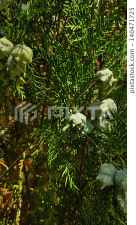 Green cones growing on branch of cypress tree in croatia Green cones growing on branch of cypress tree in croatia 140471725