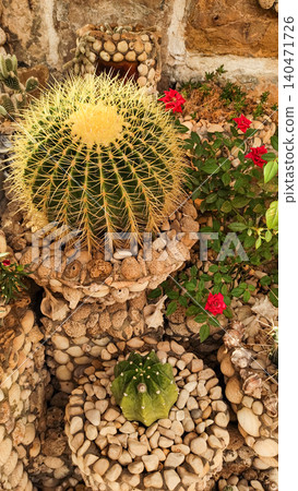 Golden barrel cactus growing in a decorative stone pot with red roses in croatia 140471726