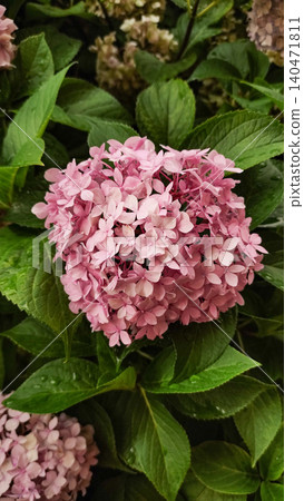 Pink hydrangea blooming in croatia during summer vacation Pink hydrangea blooming in croatia during summer vacation 140471811
