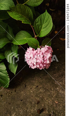 Pink hydrangea blooming in croatia during summer vacation Pink hydrangea blooming in croatia during summer vacation 140471844
