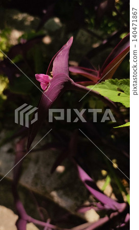 Purple heart plant showing its delicate pink flower in croatia Purple heart plant showing its delicate pink flower in croatia 140471867
