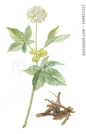 Eleuthero flowers and roots painted in watercolor Eleuthero flowers and roots painted in watercolor 140472121