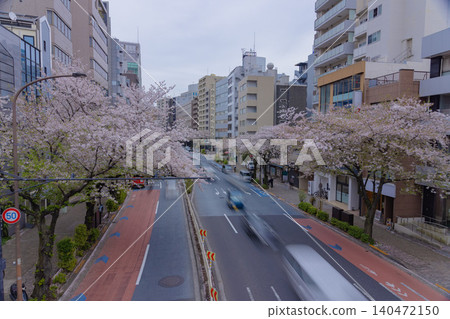 Traffic on Meiji Street with cherry blossoms in full bloom [Spring image] 140472150