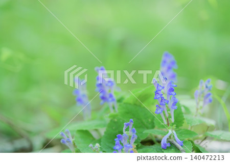 Scutellaria in bloom amidst the fresh green leaves Scutellaria in bloom amidst the fresh green leaves 140472213