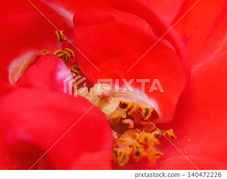 Rose petals and stamens (La Sevillana, 20260515083407) Rose petals and stamens (La Sevillana, 20260515083407) 140472226