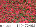 Camellia flower 140472468
