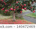 Camellia flower 140472469