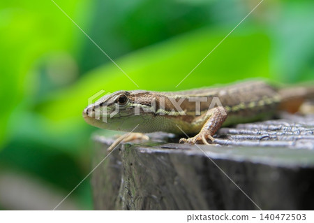 Japanese kana snake Japanese kana snake 140472503