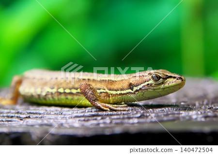 Japanese kana snake 140472504