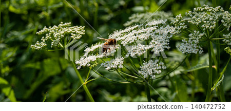 Horizontal closeup banner of a honeybee gathering nectar on a white wild flower. Horizontal closeup banner of a honeybee gathering nectar on a white wild flower. 140472752