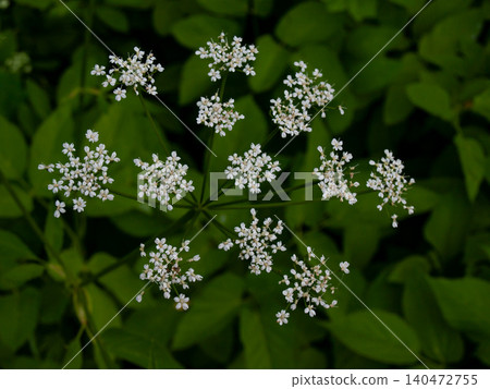 Perfect symmetrical ground elder flower umbel on a dark green background. Perfect symmetrical ground elder flower umbel on a dark green background. 140472755