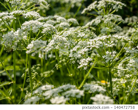 Wild ground elder thicket texture with dense white flower umbels. 140472758