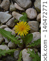 Pebbles and dandelions 140472771