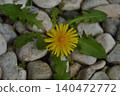Pebbles and dandelions 140472772