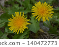 Pebbles and dandelions 140472773