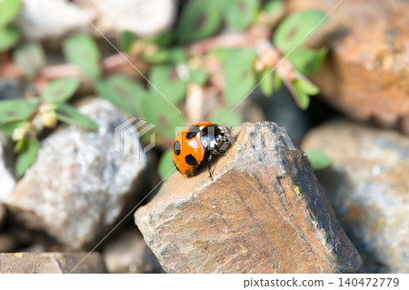 Lepidoptera Lepidoptera 140472779