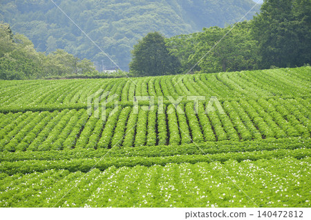 一張攝於初夏的北海道厚別町的馬鈴薯田照片。 一張攝於初夏的北海道厚別町的馬鈴薯田照片。 140472812