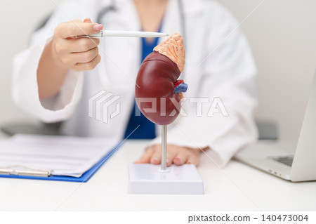Doctor with Kidney Adrenal gland anatomy model. disease of Urinary system and Stones, Cancer, world kidney day, Chronic kidney, Urology, Nephritis, Renal, Transplant and health concept Doctor with Kidney Adrenal gland anatomy model. disease of Urinary system and Stones, Cancer, world kidney day, Chronic kidney, Urology, Nephritis, Renal, Transplant and health concept 140473004