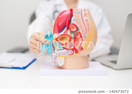 Doctor with Male Reproductive System anatomy model and Blue ribbon. November Prostate Cancer awareness month, Enlarged prostate, Prostatitis disease, Male Infertility and healthcare concept Doctor with Male Reproductive System anatomy model and Blue ribbon. November Prostate Cancer awareness month, Enlarged prostate, Prostatitis disease, Male Infertility and healthcare concept 140473072