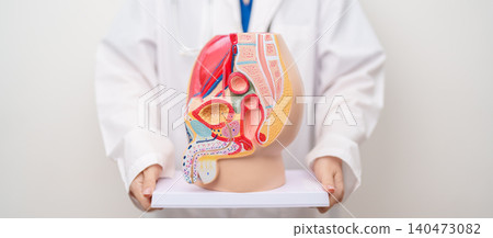 Doctor with Male Reproductive System anatomy model. Male consultation, Prostate Cancer, Enlarged prostate, Prostatitis disease, Male Infertility, Erectile dysfunction, Penis and Male genital disorder Doctor with Male Reproductive System anatomy model. Male consultation, Prostate Cancer, Enlarged prostate, Prostatitis disease, Male Infertility, Erectile dysfunction, Penis and Male genital disorder 140473082