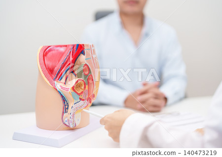 Doctor with Male Reproductive System anatomy model. Male consultation, Prostate Cancer, Enlarged prostate, Prostatitis disease, Male Infertility, Erectile dysfunction, Penis and Male genital disorder Doctor with Male Reproductive System anatomy model. Male consultation, Prostate Cancer, Enlarged prostate, Prostatitis disease, Male Infertility, Erectile dysfunction, Penis and Male genital disorder 140473219