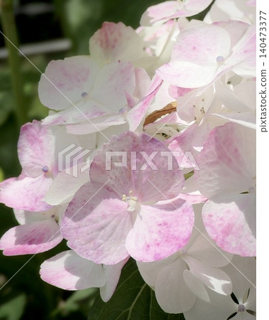 陽光下盛開的粉紅色繡球花 陽光下盛開的粉紅色繡球花 140473377