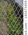 Rape blossoms 140473409