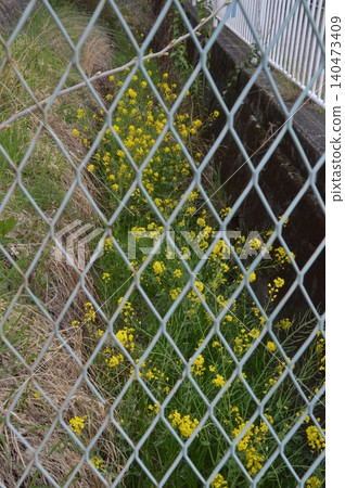 Rape blossoms Rape blossoms 140473409