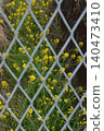 Rape blossoms 140473410